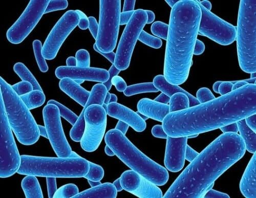 Novel mechanism by which “good” bacteria colonize the gut discovered