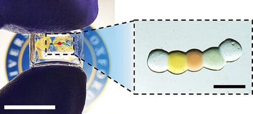 Droplet Battery Harnesses Ionic Gradients for Bioelectronic Implants