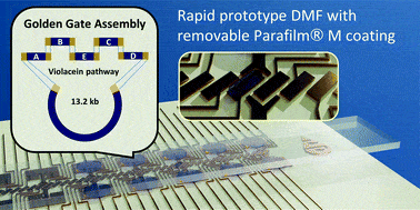 Expanding the limits towards ‘one-pot’ DNA assembly and transformation on a rapid-prototype microfluidic device – Lab on a Chip (RSC Publishing) Expanding the limits towards ‘one-pot’ DNA assembly and transformation on a rapid-prototype microfluidic device – Lab on a Chip (RSC Publishing)