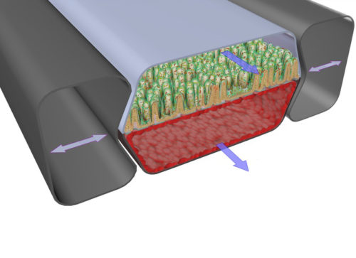 Microfluidic Chip Models Inflammatory Intestinal Disease | Medgadget