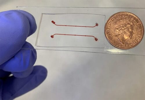 Vein on a Chip Includes Flexible Valves
